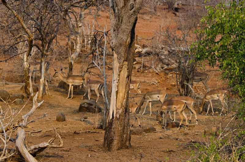 Antílope Impala - parque nacional de Chobe - Botswana 4.jpg